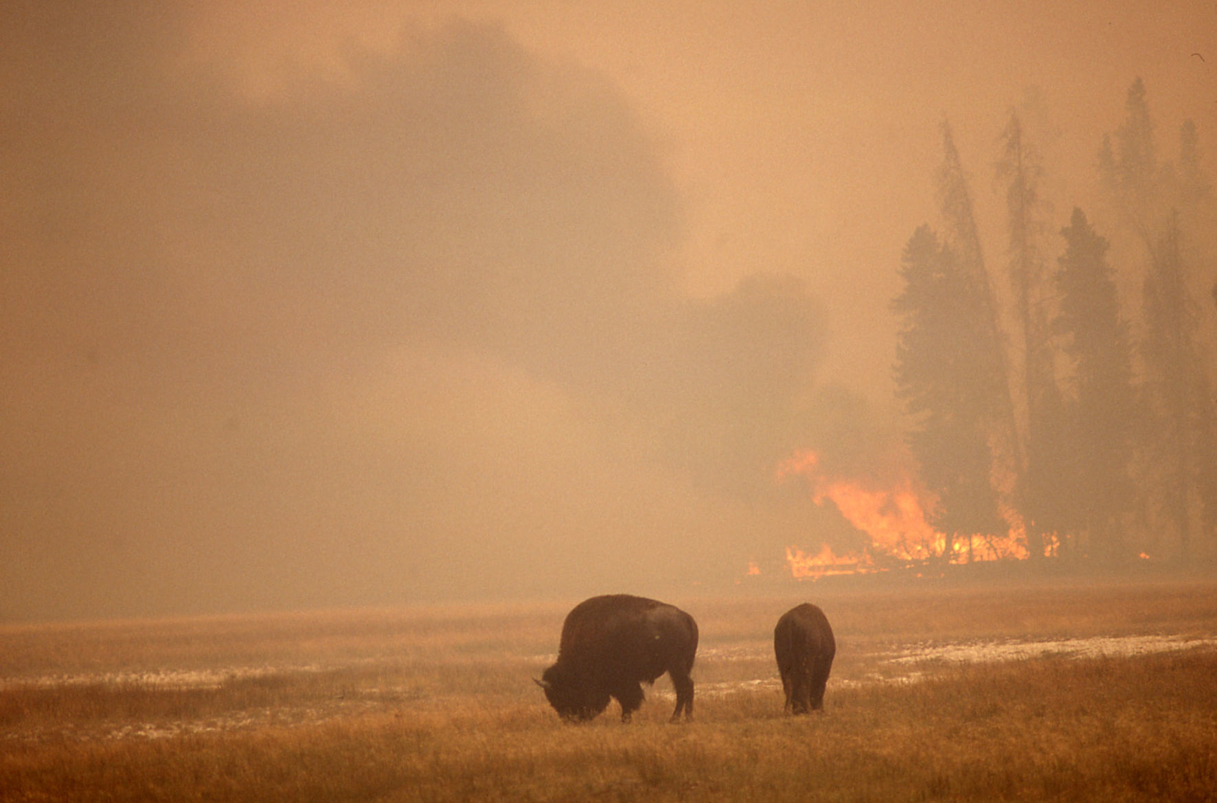 Bison in front of burning lodgepole pines